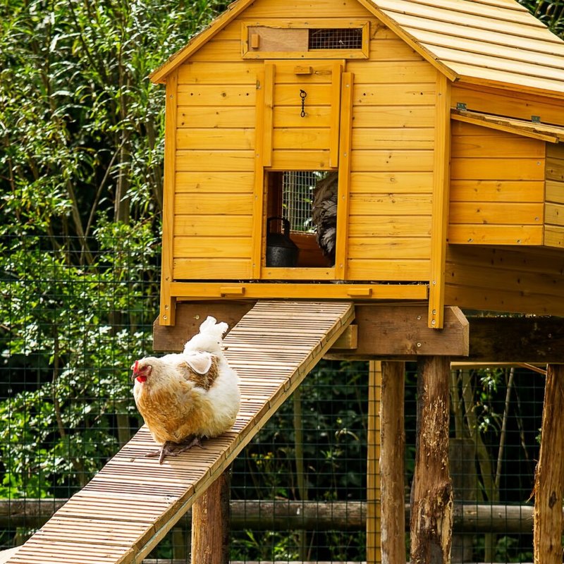 How to Build a DIY Chicken Coop for Fresh Eggs Year-Round